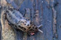 Limax maximus