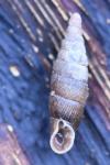 Macrogastra rolphii