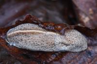 Tandonia rustica