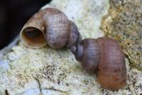 Pomatias elegans