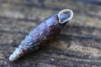 Clausilia bidentata
