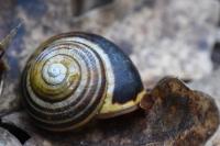Cepaea nemoralis