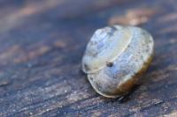 Hygromia cinctella