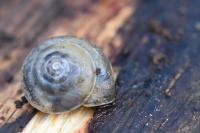Hygromia cinctella