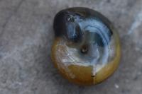 Oxychilus cellarius