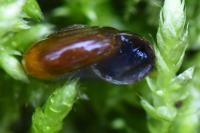 Oxychilus cellarius
