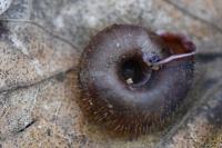 Helicodonta obvoluta