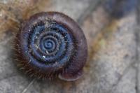 Helicodonta obvoluta