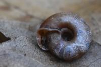 Helicodonta obvoluta