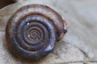 Helicodonta obvoluta