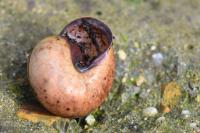 Cepaea nemoralis