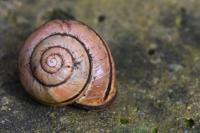 Cepaea nemoralis
