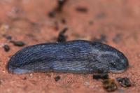 Arion fasciatus