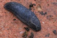 Arion fasciatus