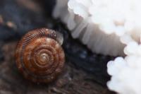 Gonyodiscus rotundatus