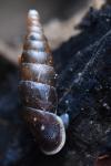 Cochlodina laminata