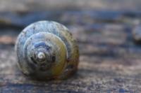 Hygromia cinctella