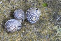 Hygromia cinctella