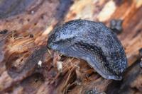 Arion fasciatus