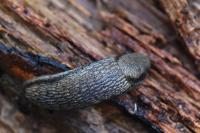 Arion fasciatus