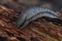 Arion fasciatus