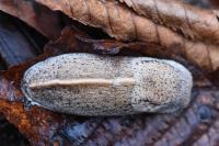 Tandonia rustica
