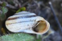 Cernuella aginnica