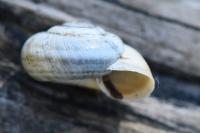 Helicella itala