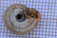 Cernuella aginnica