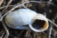 Helicella itala