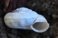Helicella itala