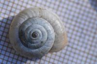 Helicella itala