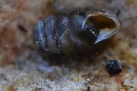 Lauria cylindracea