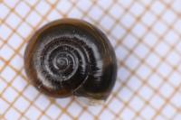 Oxychilus draparnaudi