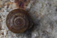 Trochulus hispidus