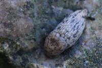 Deroceras reticulatum