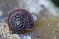 Trochulus hispidus