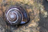 Cepaea nemoralis