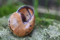 Cepaea nemoralis