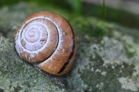 Cepaea nemoralis