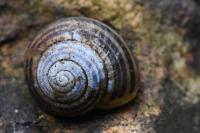 Cepaea hortensis
