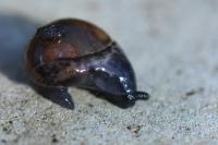 Phenacolimax major