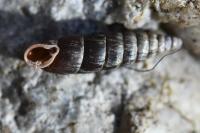 Clausilia bidentata