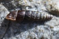Clausilia bidentata
