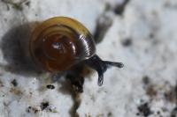 Perpolita hammonis