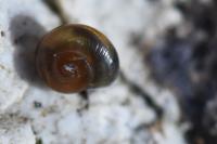 Perpolita hammonis