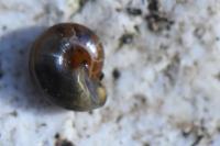 Perpolita hammonis