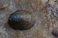 Ancylus fluviatilis