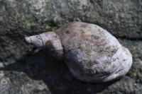 Lymnaea stagnalis