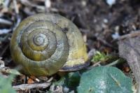 Cepaea nemoralis